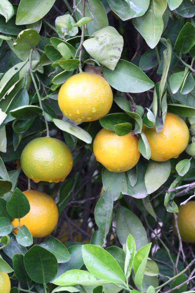            Fruit (Riverside, CA)   